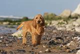 BASSET FAUVE DE BRETAGNE 064